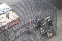 BBKSDA  Sumut lepasliarkan 628 ekor burung jalak kerbau