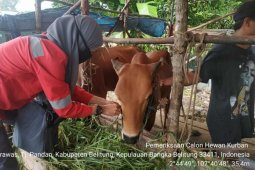 Kebutuhan hewan kurban di Belitung capai 2.050 ekor