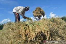 Harga Gabah di Abdya turun di akhir musim panen
