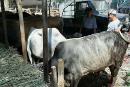 Wali Kota Bogor setujui surat edaran mengenai pemotongan hewan kurban