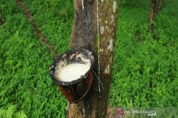 Nilai ekspor karet Sumut hingga Mei 2020 turun 11 persen