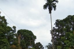 Anggota Satgas TMMD 108 bantu warga tebang pohon pinang