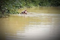 Perjuangan  penyuluh pertanian  terobos banjir  Lamandau menggunakan batang pisang