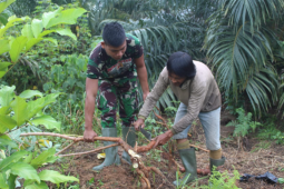 Satgas TMMD 108 bantu warga panen Singkong