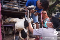 Jatim pasok hewan kurban ke luar Jawa