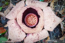 Rafflesia arnoldii dan bengkuluensis mekar di Kaur