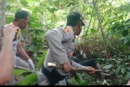 Dililit ular piton, seorang warga tewas