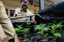 Disperta Kota Madiun bagikan 200 bibit marigold kepada petani