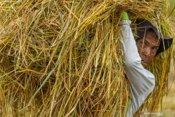 News Focus -- Government links food security to national defense