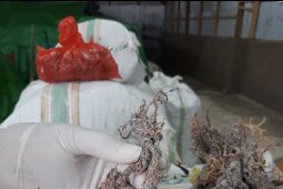 Rumput laut Kaltim berhasil tembus pasar Korsel