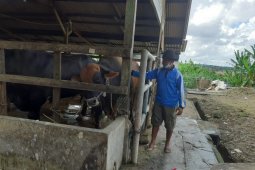 Sapi kurban Presiden Jokowi untuk Kepri namanya gundul