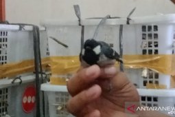 BKSDA Jambi selamatkan 240 burung  gelatik tanpa dokumen dari loket bus terminal