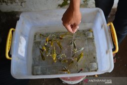 Budidaya ikan koi kawari di Jombang