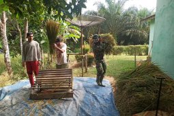 Anggota Satgas TMMD terjun ke sawah bantu warga
