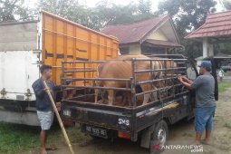 Rejang Lebong tingkatkan pengawasan hewan kurban