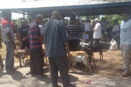 Pasar hewan Cot Iri dipadati pembeli. Ini kisaran harga hewan kurban