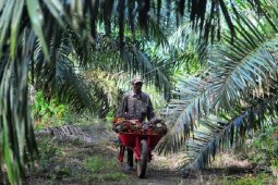Petani mengangkut buah  sawit di Muara Sabak Barat