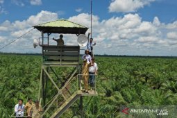 Disbun Kalbar terus bina perusahaan perkebunan sawit untuk cegah karhutla
