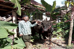 Kegiatan kurban di Probolinggo terapkan protokol kesehatan