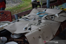 Hama lalat serang sejumlah desa di Muara Batang Gadis
