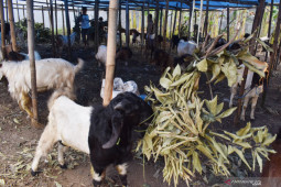 Penjual hewan kurban di Madiun