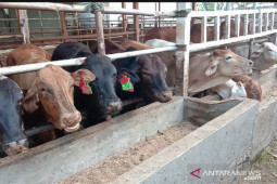 Disnak Aceh perketat pengawasan kesehatan hewan kurban