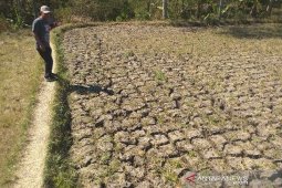 14 kecamatan di Garut rawan kekeringan saat kemarau