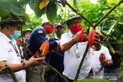 BI Bali dorong kakao Jembrana jadi primadona ekspor