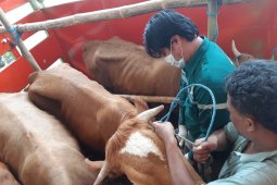 Jelang Idul Adha, hewan ternak melintas di Bakauheni meningkat