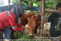 Stok hewan kurban di Kabupaten Belitung dipastikan cukup