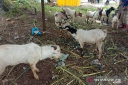 Harga hewan kurban di Kota Ambon bervariasi