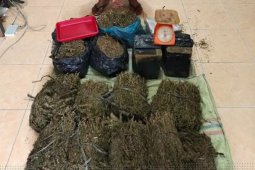 Polisi ringkus dua mahasiswa pengedar ganja