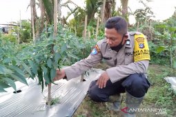 Program "Binmas Pioneer" wujudkan ketahanan pangan