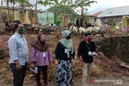 Disperta Maluku lakukan pemeriksaan kesehatan hewan kurban perayaan Idul Adha