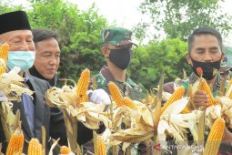 Lanud SIM panen raya jagung dukung ketahanan pangan