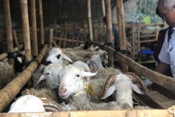 Pemerintah Kabupaten Bangka Selatan siapkan 500 hewan kurban