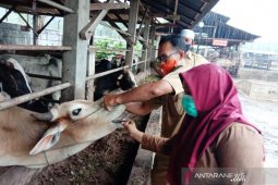 Jelang Idul Adha 1441 H, kesehatan hewan kurban di Tapsel diperiksa