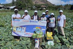 NPK Pelangi dari Pupuk Kaltim tingkatkan produktivitas kubis petani Bangli