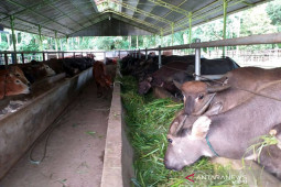 Jumlah hewan kurban di Abdya turun 10 persen dari tahun lalu