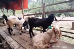 Penjualan hewan kurban di Aceh Tengah sepi pembeli