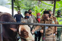 Hewan kurban Presiden Jokowi di Jambi berbobot 900 kilo dinyatakan sangat sehat