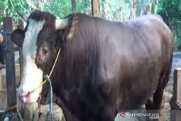 Presiden sumbang sapi Simental untuk kurban di Sultra