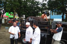 Imam masjid: sumbangan hewan kurban MPH Sinode GPM  bermanfaat