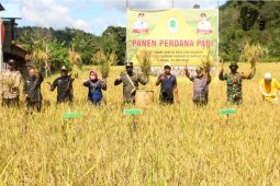 Bupati Kapuas Hulu panen perdana padi musim gadu