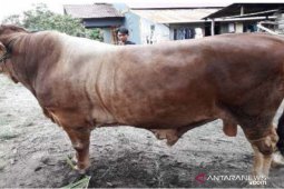 Gubernur serahkan sapi kurban 1,2 ton bantuan presiden ke Mempawah