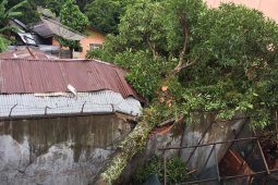 Rumah milik janda di Abdya hancur ditimpa pohon