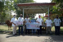 PT Timah serahkan bantuan sapi kurban ke Pemkab Bangka Barat