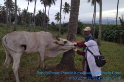 Disnakkeswan Gorontalo Utara periksa kelayakan hewan kurban