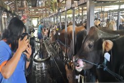 Penjualan hewan kurban menurun terdampak pandemi
