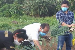 Wali Kota apresiasi hasil pertanian kaum milenial Bitung